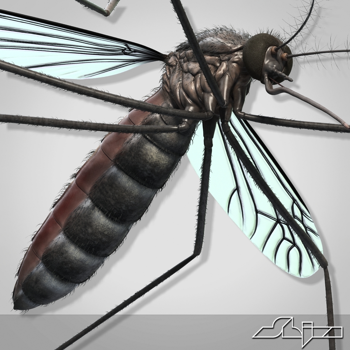 max mosquito