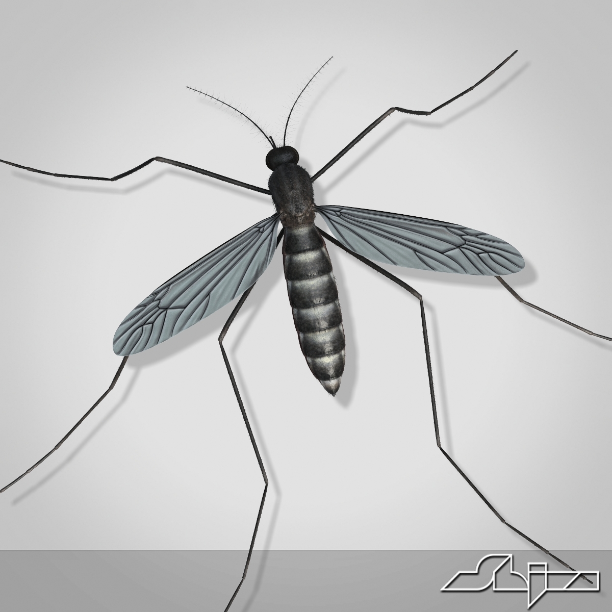 max mosquito
