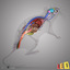 3ds max anatomy rat