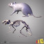 3ds max anatomy rat