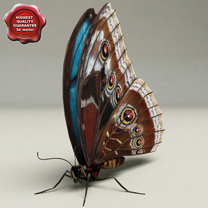 3d model of blue morpho butterfly