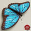 blue morpho butterfly pose5 3d model