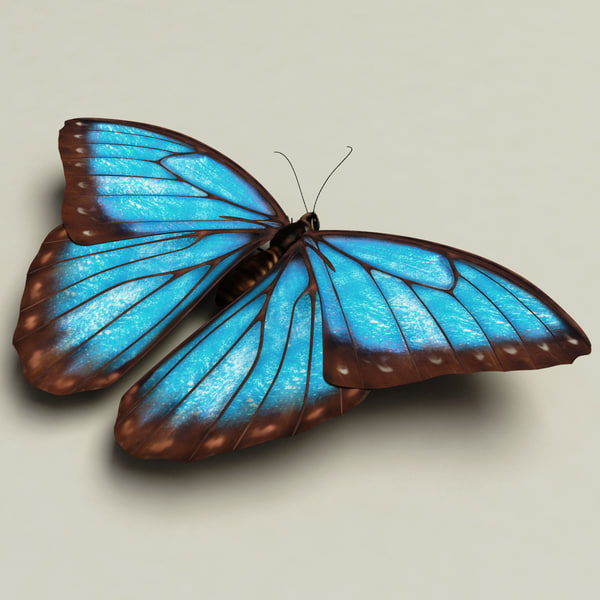 blue morpho butterfly pose5 3d model