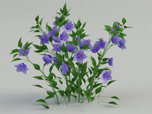 bellflower flower 3d max