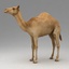 rigged dromedary camel walk animation 3d model