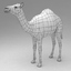rigged dromedary camel walk animation 3d model