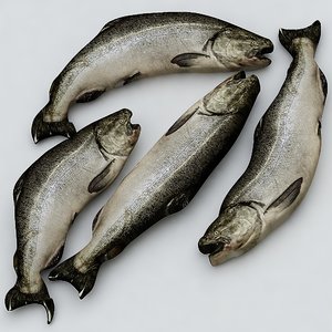 3ds max salmon