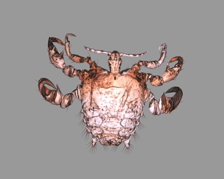 fbx crab louse