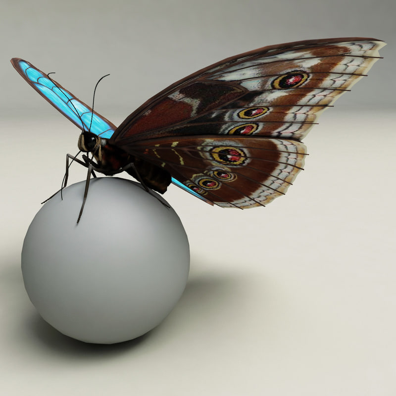 蓝色morpho蝴蝶索具3d模型