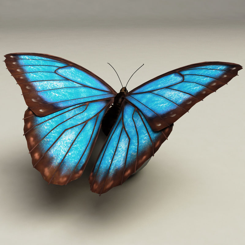 蓝色morpho蝴蝶索具3d模型