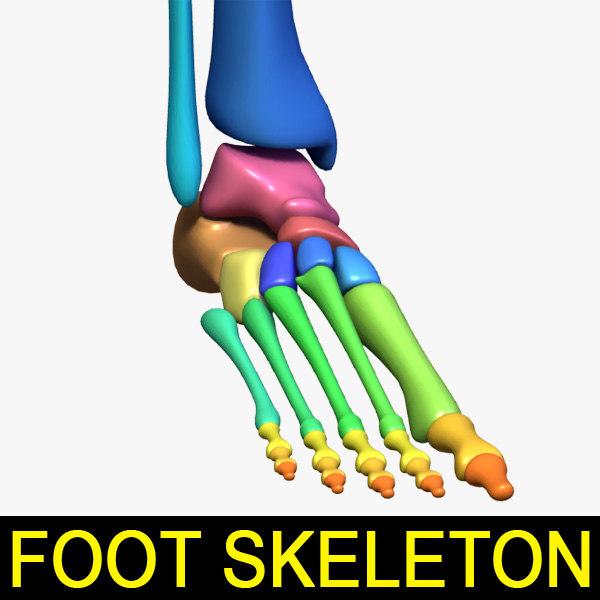 3d human foot skeleton model