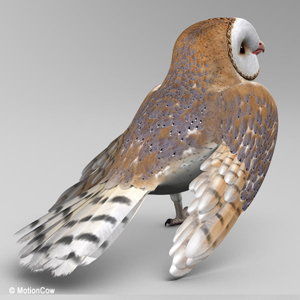 realistic barn owl folded 3d model