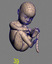 3d 42 fetus development ovary