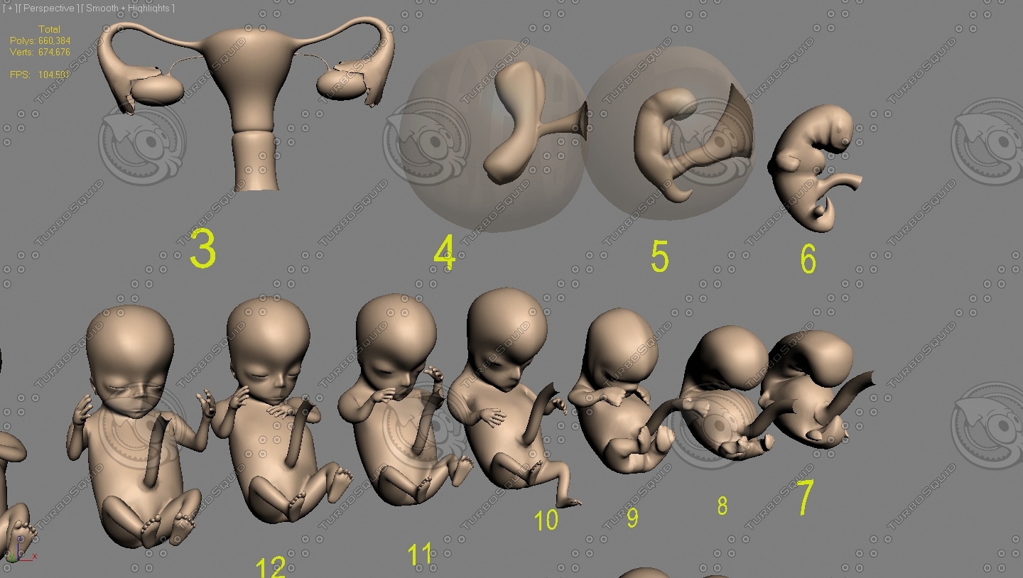 3d 42 Fetus Development Ovary