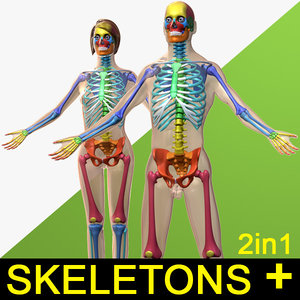human male female skeleton 3d model