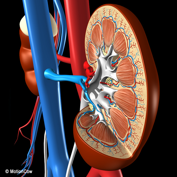 3d model cross sectional human kidney