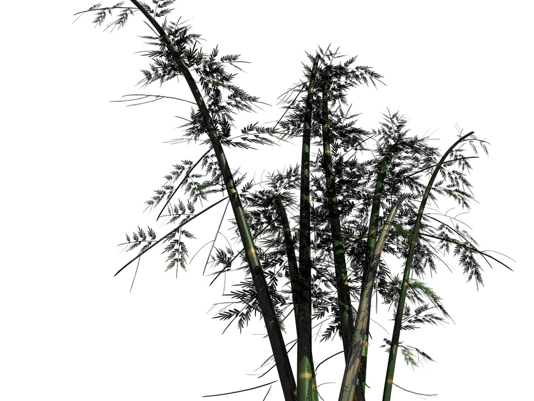 maya bamboo tree