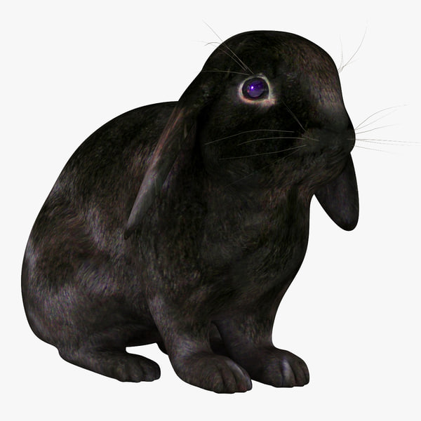 Modello 3d Coniglio Nero Turbosquid 669660