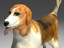 3d model beagle animals