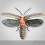 firefly bug rigged bones max