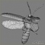 firefly bug rigged bones max
