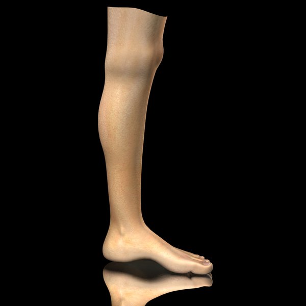 realistic female leg 3d model