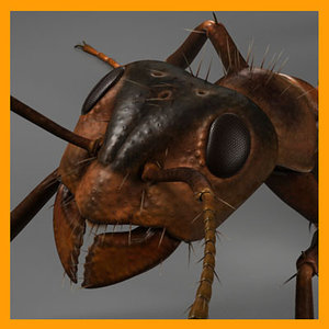 3d model red ant