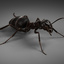 3d max black ant