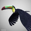 realistic flying toucan 3d model