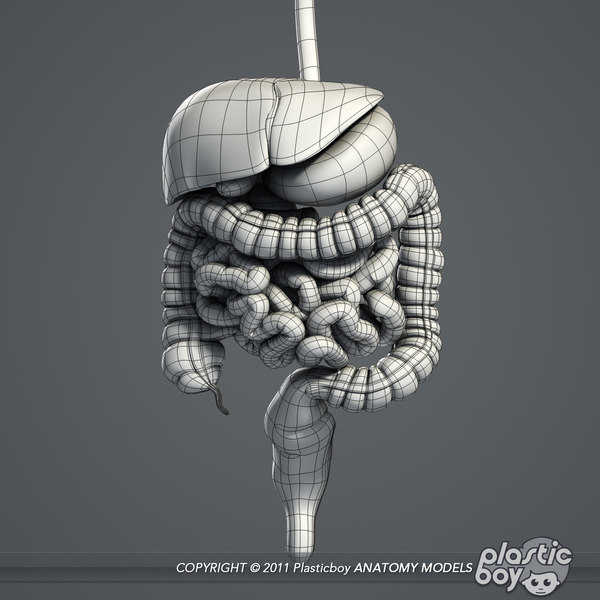 3d model human male body internal organs