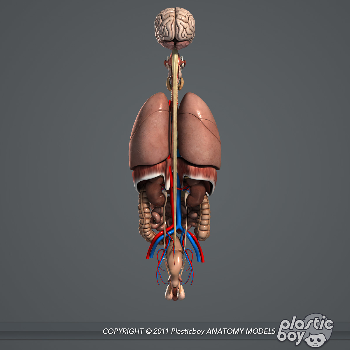 3d model human male body internal organs