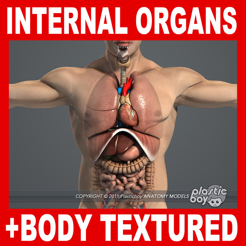 male internal organs anatomy