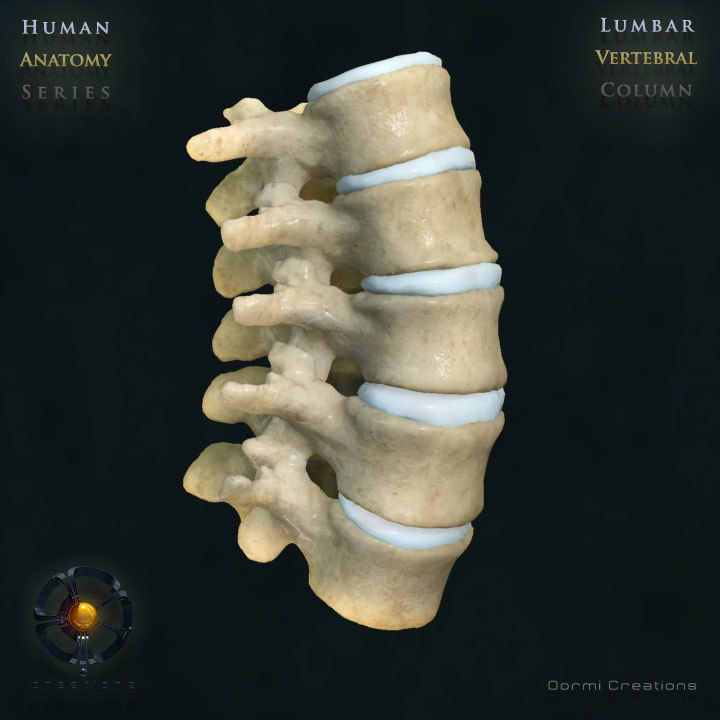 3d 4 medical complete anatomy software 3d 4 medical complete anatomy software