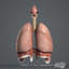 3d model human male body internal organs
