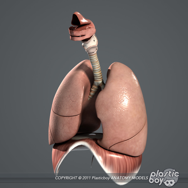 3d model human male body internal organs