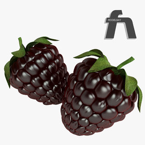 blackberry fruit 3d model