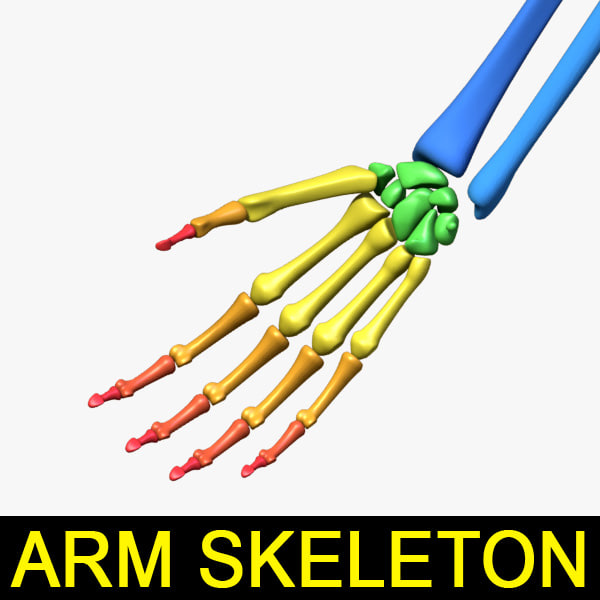 3D Forearm Models | TurboSquid