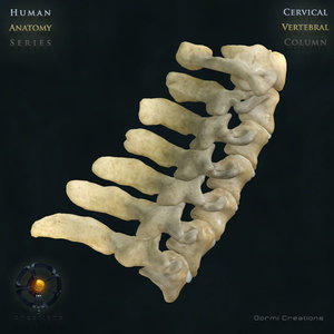 vertebral column cervical vertebra 3d max