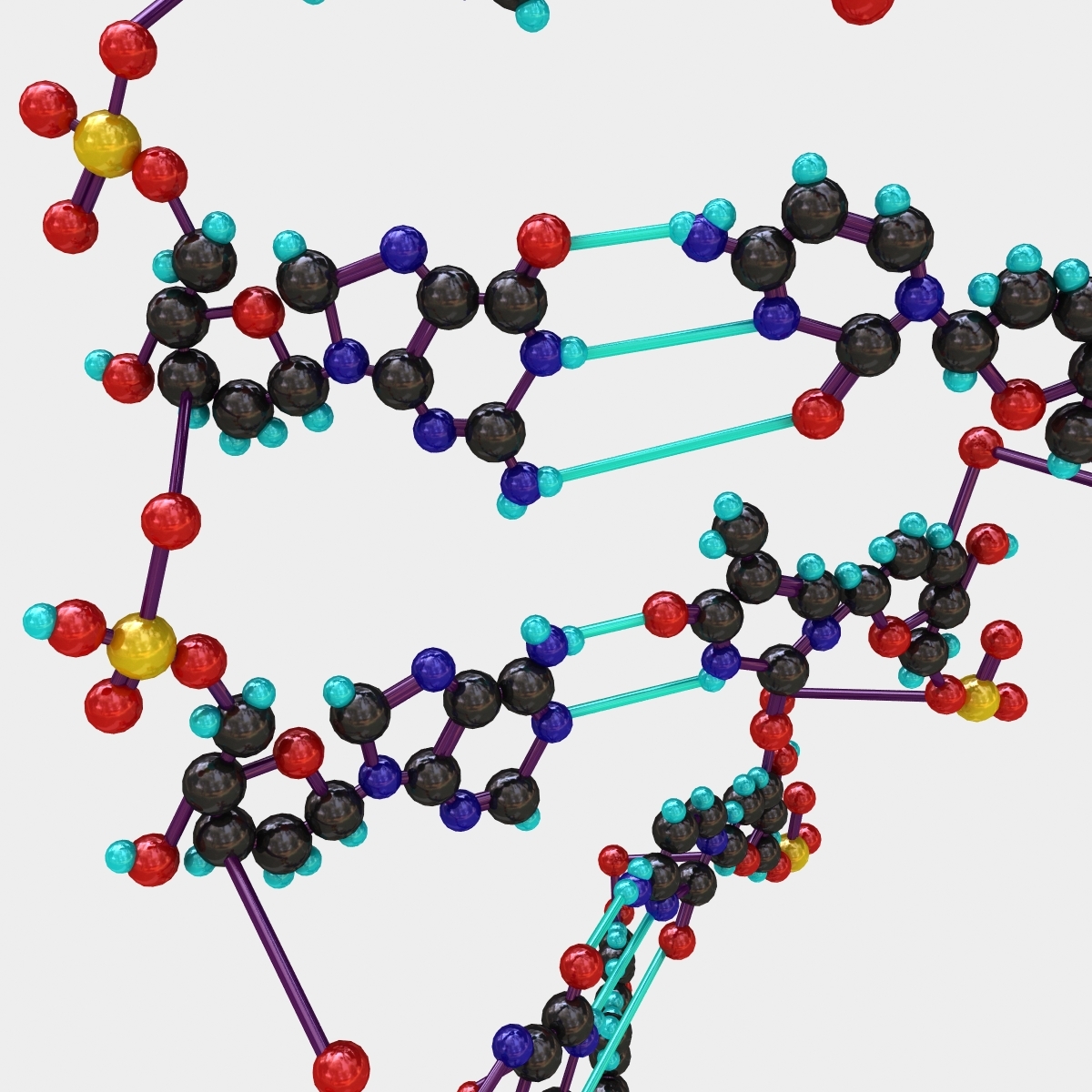 脱氧核糖核酸3d模型
