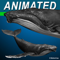3d humpback whale hump