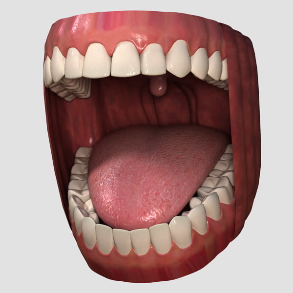 tounge 3d model zbrush