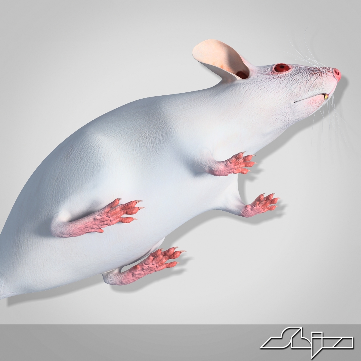 Little White Mouse 3d Model