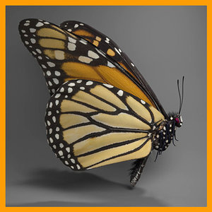 monarch butterfly 3d ma