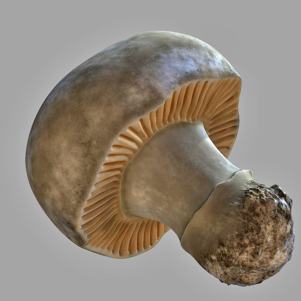 edible-mushroom-3d-max