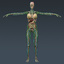 dxf human female anatomy -