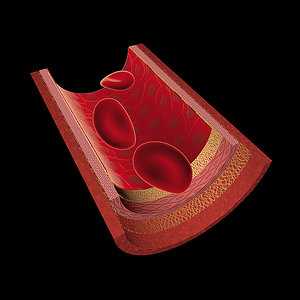 3d model artery erithrocytes