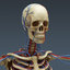 dxf human female anatomy -