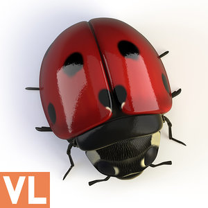 3d model ladybird