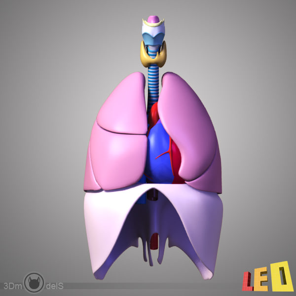 heart lung 3d max