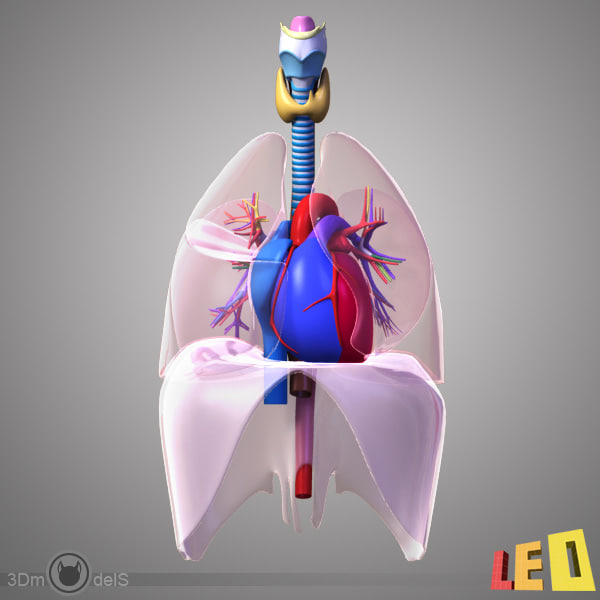 heart lung 3d max